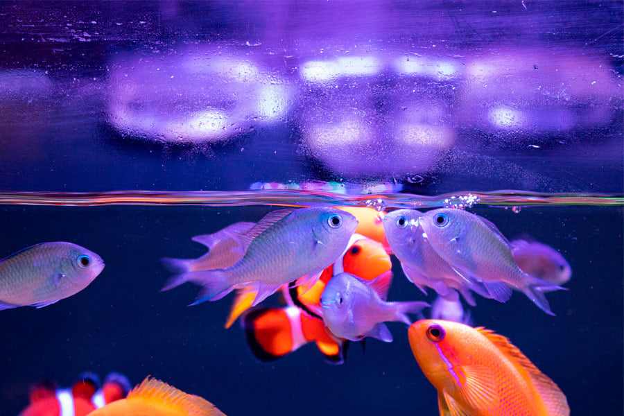 Cómo mantener estable la salinidad en tu acuario marino