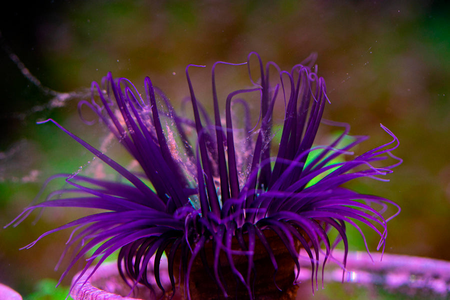 Cómo mantener estables los parámetros de un acuario marino