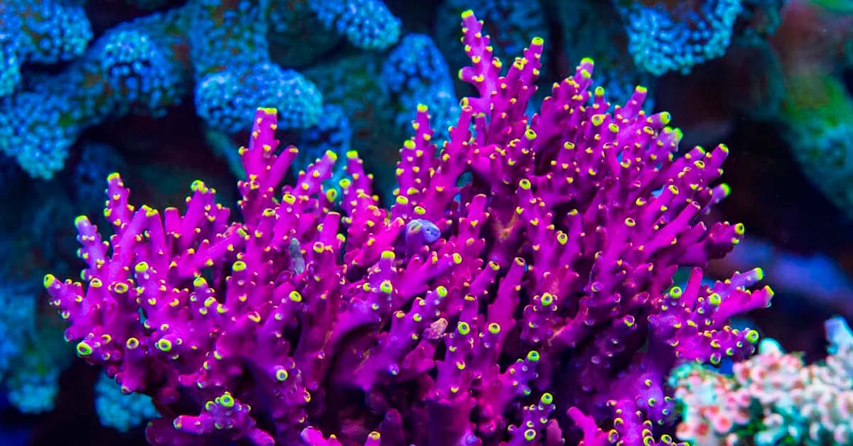 Cómo las Estaciones Afectan a Nuestros Acuarios Marinos