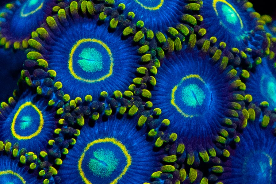 Cómo hacer crecer corales rápidamente: nutrientes, flujo y luz