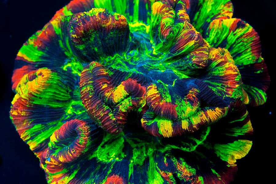 Corales de cultivo vs. corales salvajes: diferencias y beneficios