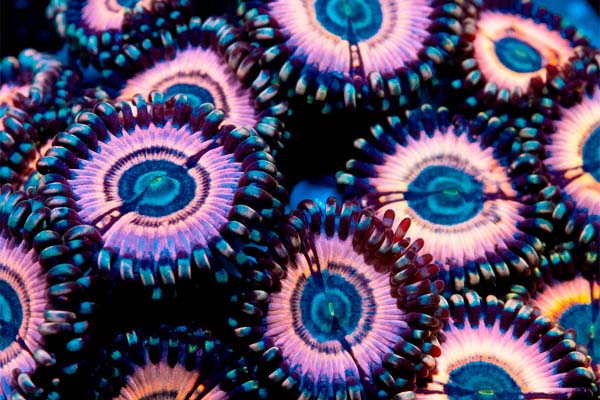 Guía para el cuidado del coral Zoanthus