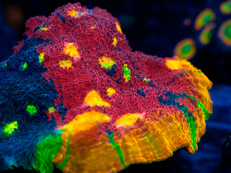 ¿Acuario de agua dulce o salada? Guía completa para elegir el mejor para ti