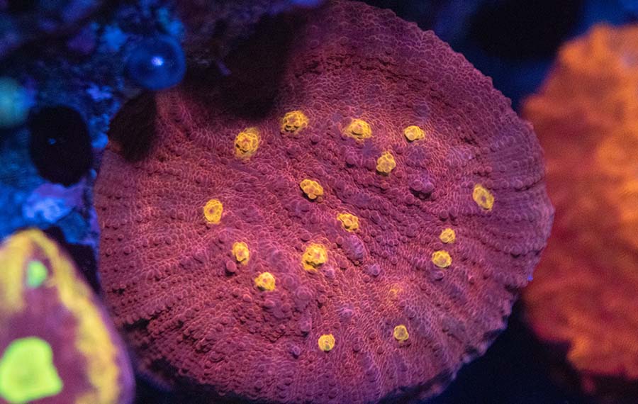 Errores Comunes al Iniciar un Acuario Marino y cómo Evitarlos