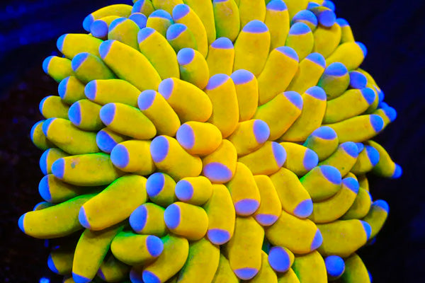 Cómo Alimentar Euphyllias: Guía Completa