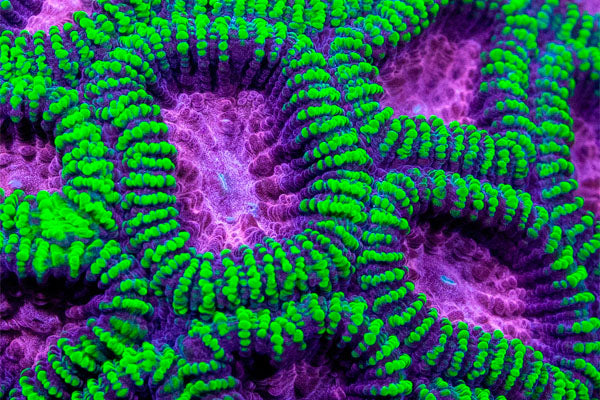 Acuario marino con corales