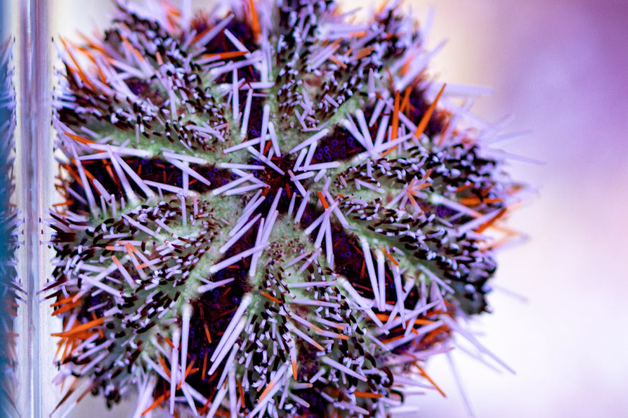 Invertebrados limpiadores: gambas, caracoles y cangrejos