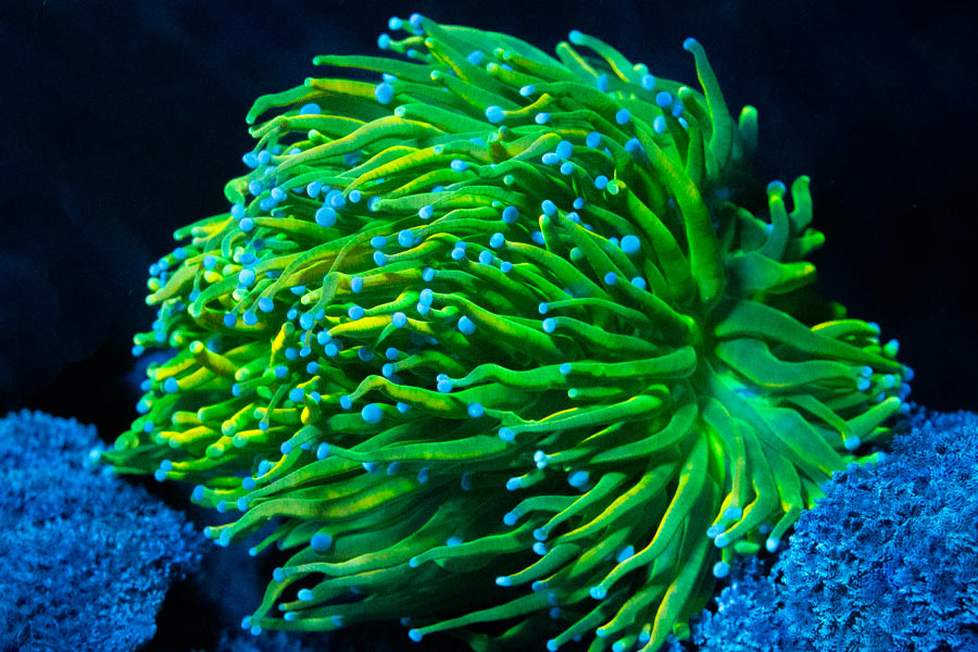 La importancia del flujo en el acuario marino: colocación y tipos de bombas