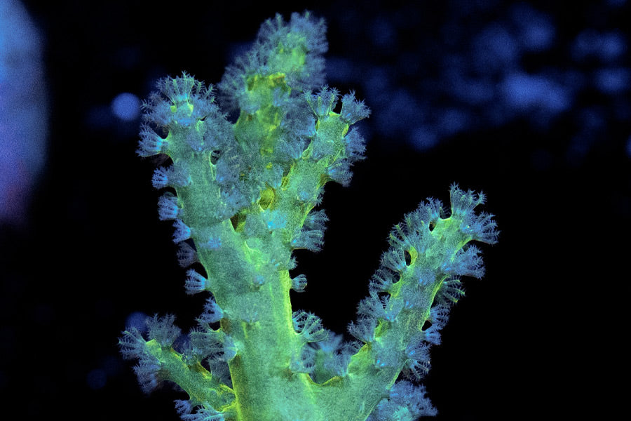 Los mejores corales para principiantes: resistentes y coloridos