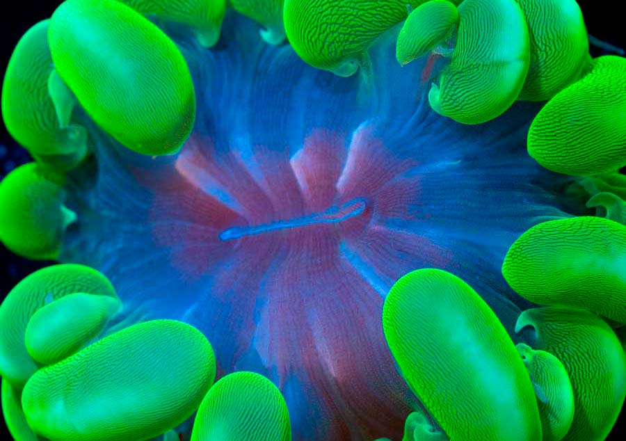 Mantenimiento Básico para Acuarios Marinos