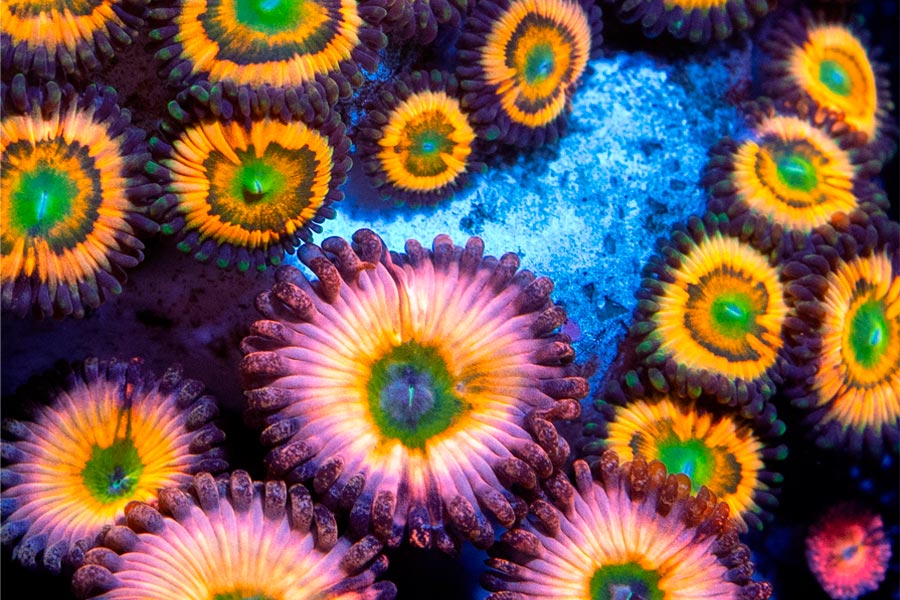 Qué es un ICP y por qué deberías hacerlo en tu acuario marino