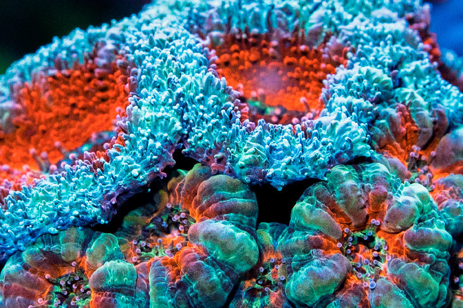 Qué hacer si tus corales no abren: guía de diagnóstico rápido