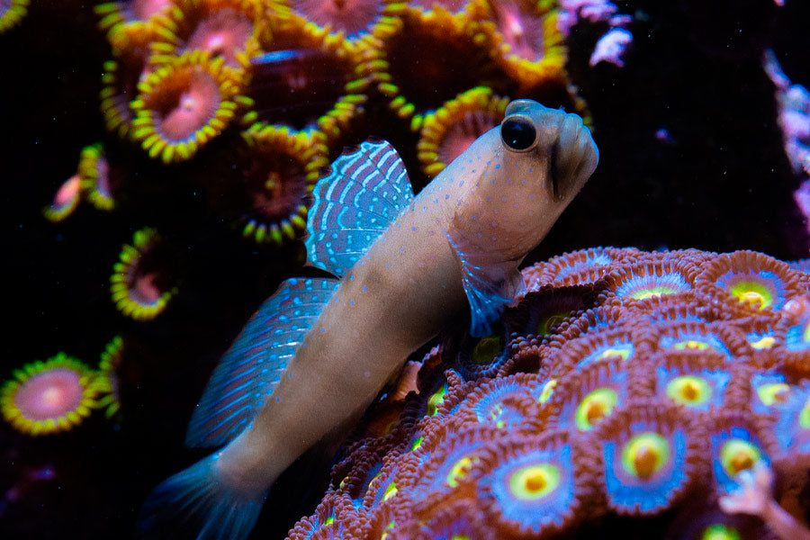 Temperatura ideal en acuarios marinos: cómo mantenerla estable todo el año