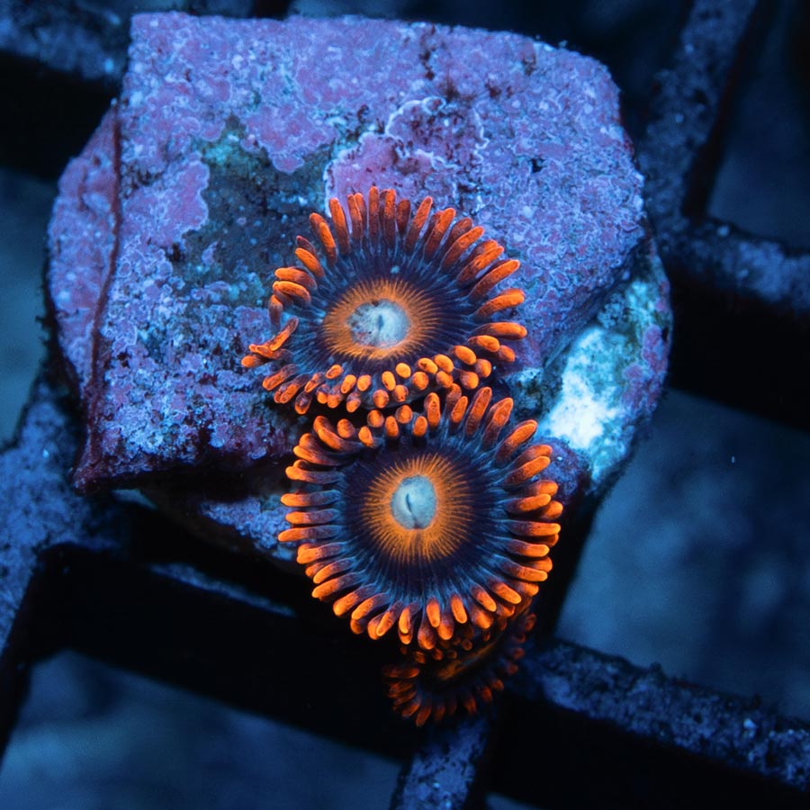 SBM Zoanthus Tequila Sunrise 3 pol