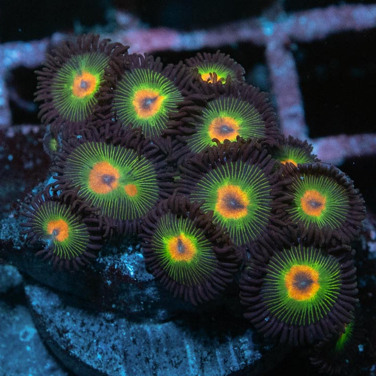 SBM Zoanthus Rasta Reverse 15 pol