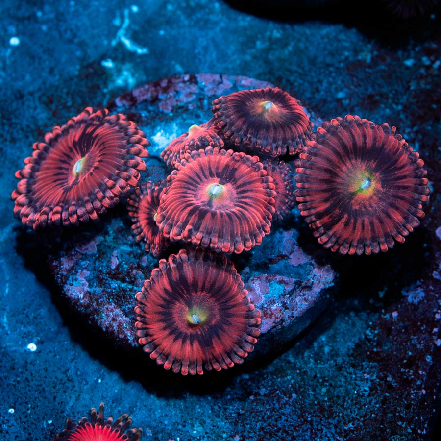 SBM Zoanthus PlayBoy Bunny 7 pol