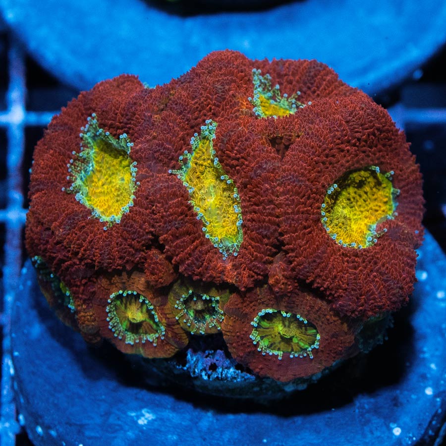 Acanthastrea Vision (preciosa) 10 pol
