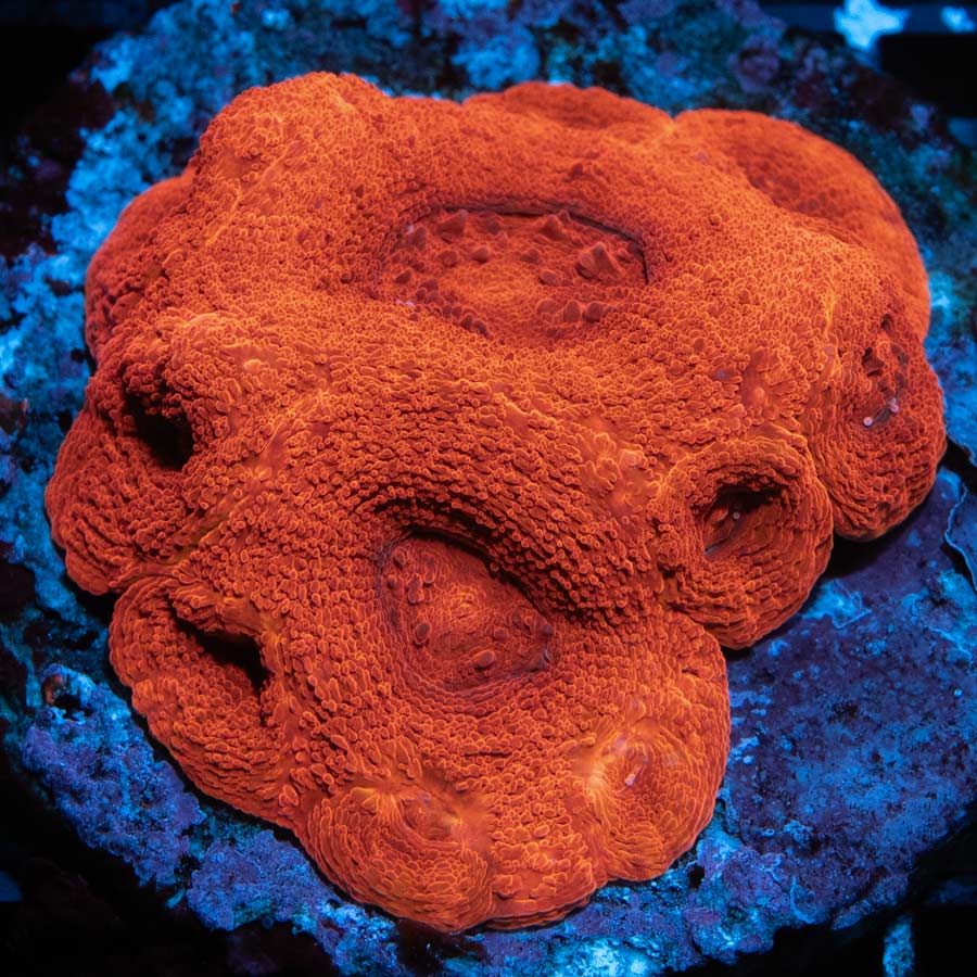 Acanthastrea Bowerbanki (10 bocas)
