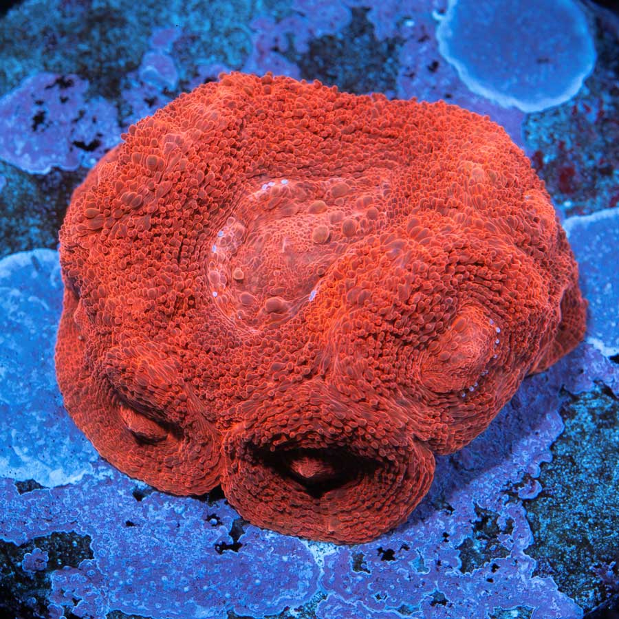 Acanthastrea Bowerbanki Super Roja