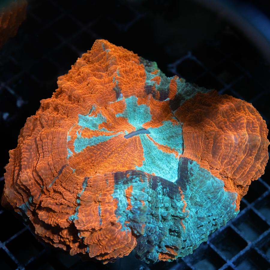 Acantophyllia Deshayesiana 10 cm Superultra