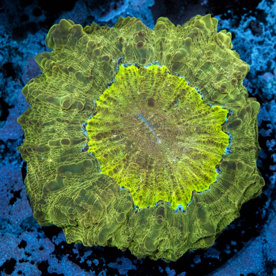 Acantophyllia Golden Apple 11 cm