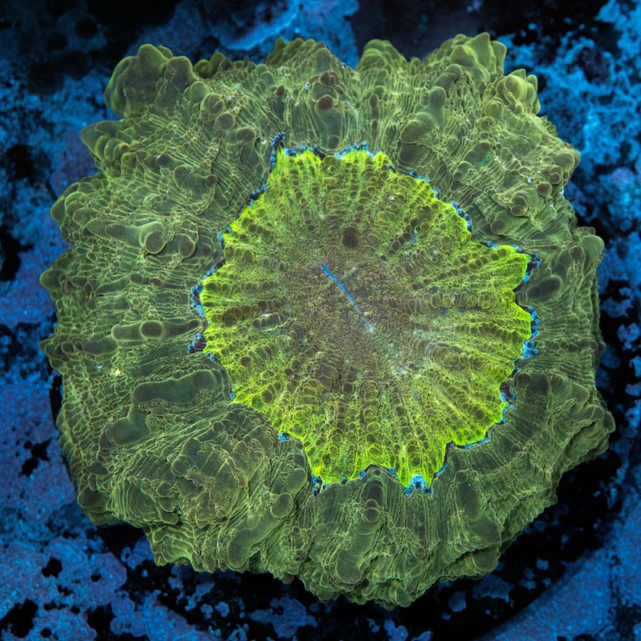 Acantophyllia Golden Apple 11 cm