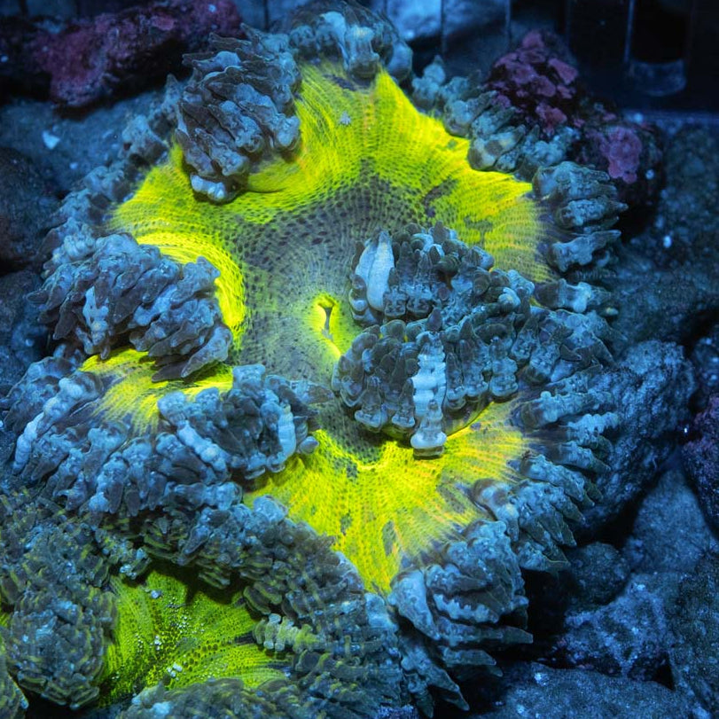 Anemona Phymantus Crucifer Superultra (muy resistente)