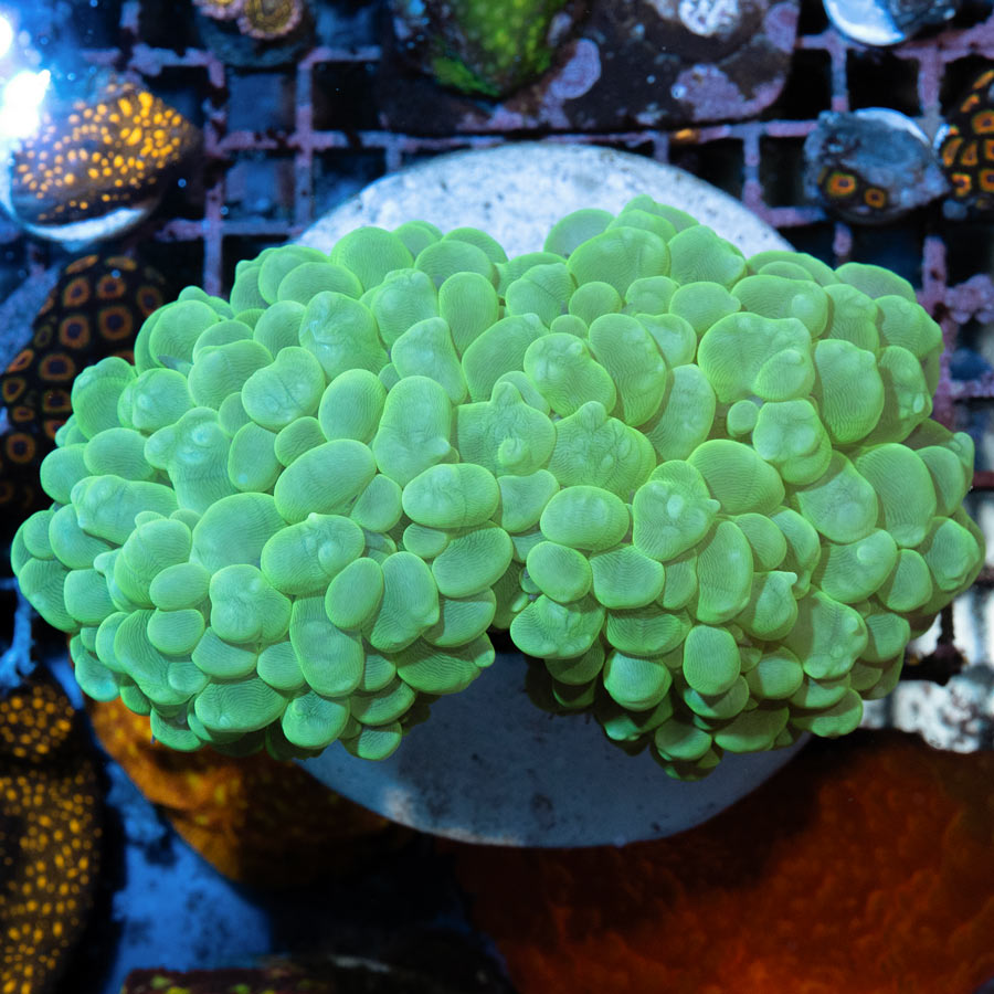 Coral Burbuja Kryptonita (¡14 cm!)