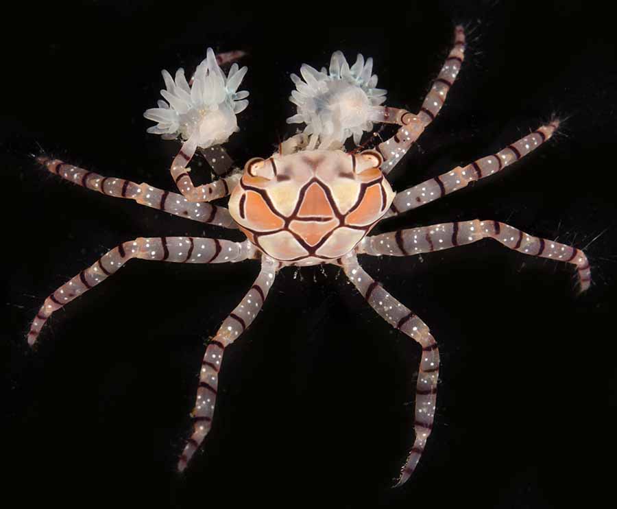 Lybia Tessellata (Pom Pom)