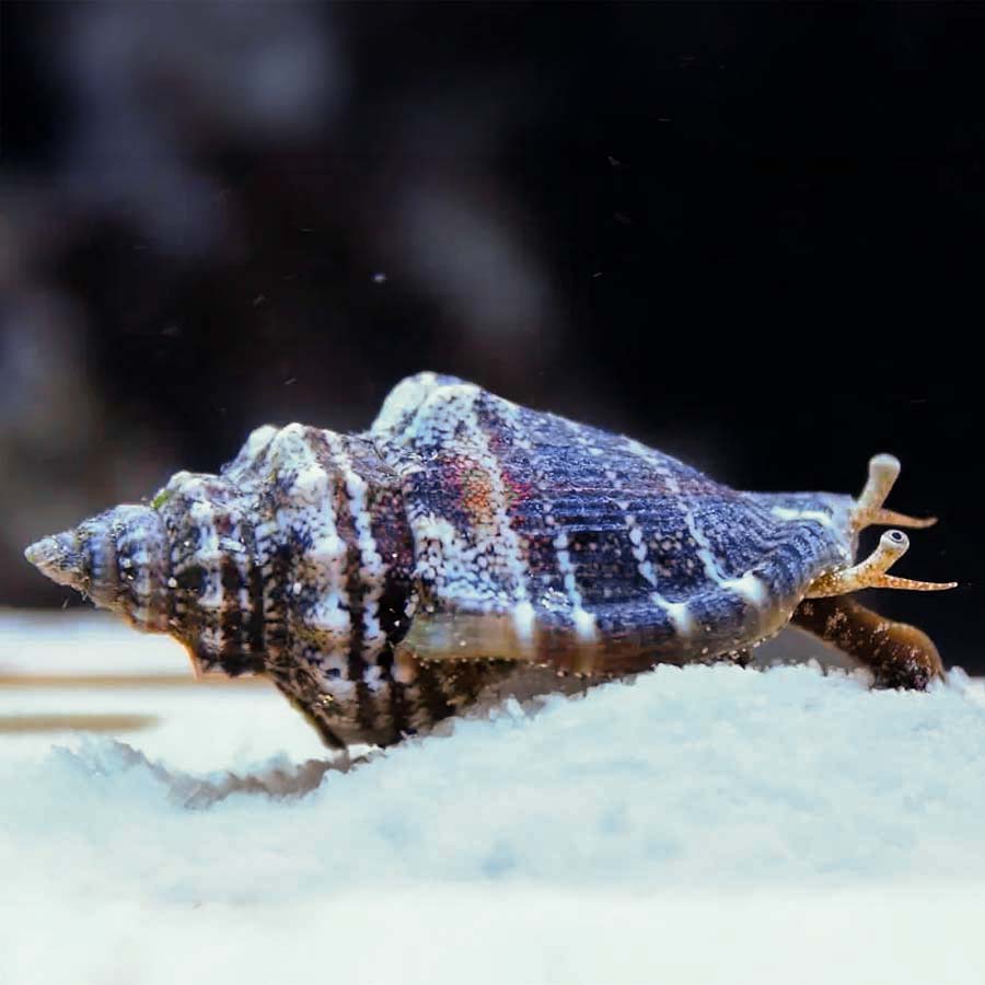 Caracol Strombus sp