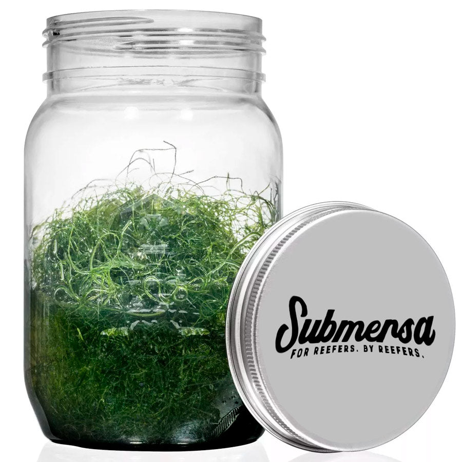 Alga Chaeto (Super Verde)