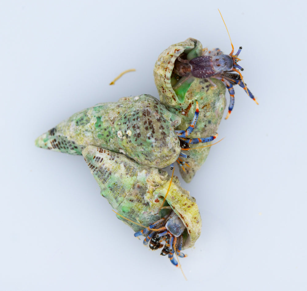 Clibanarius Tricolor