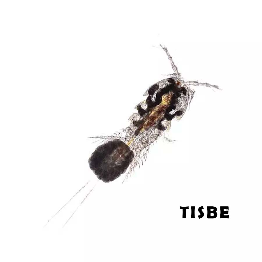 Copepodos (Muy concentrado), Submersa