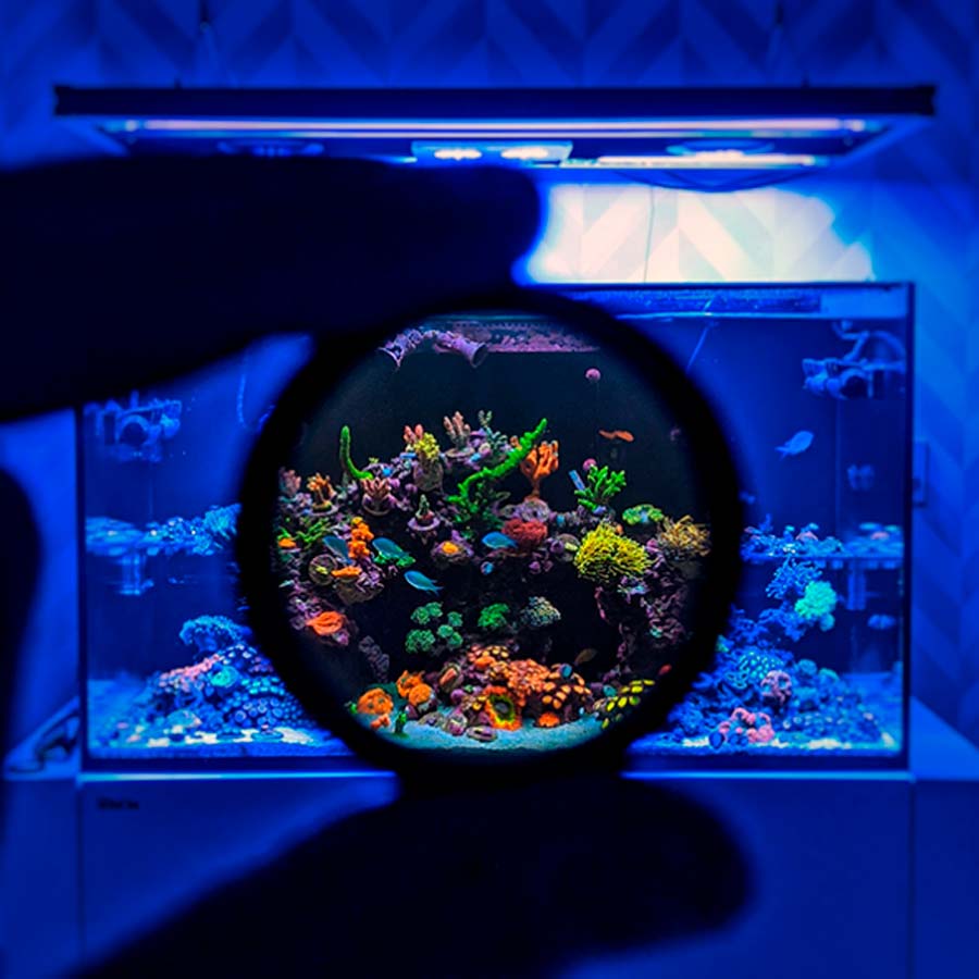 Lente de Fotografía Coral Lens, Mantis