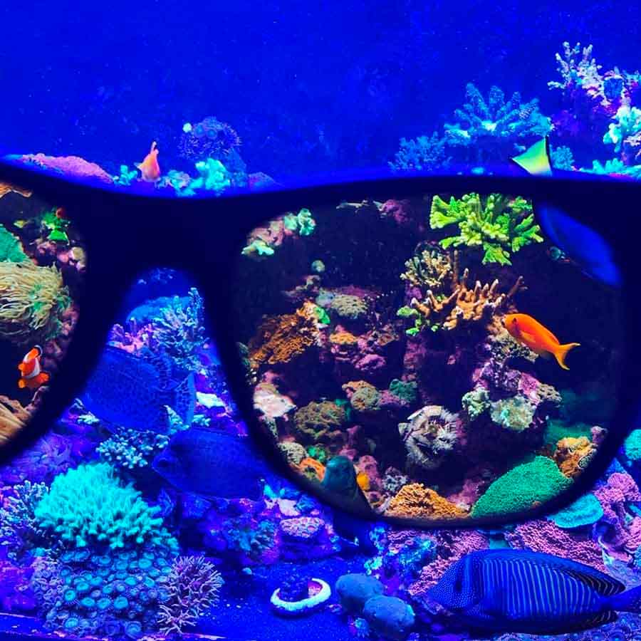 Gafas Naranjas, Submersa (100% Recomendadas)