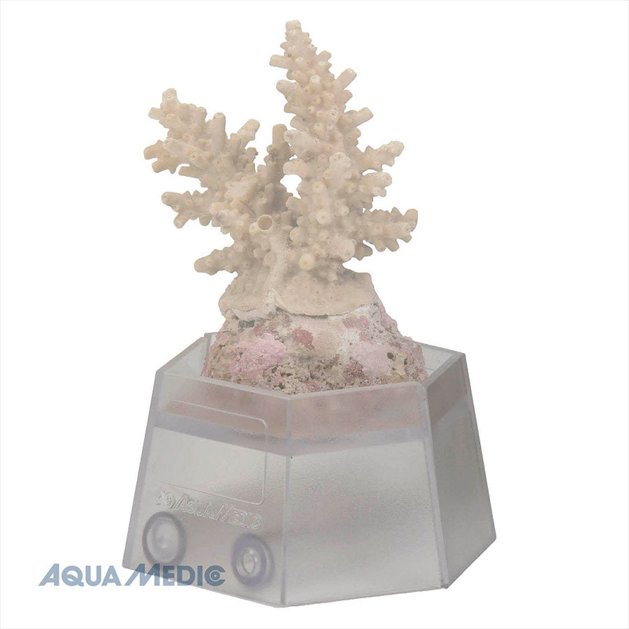 Coral Holder, Aquamedic