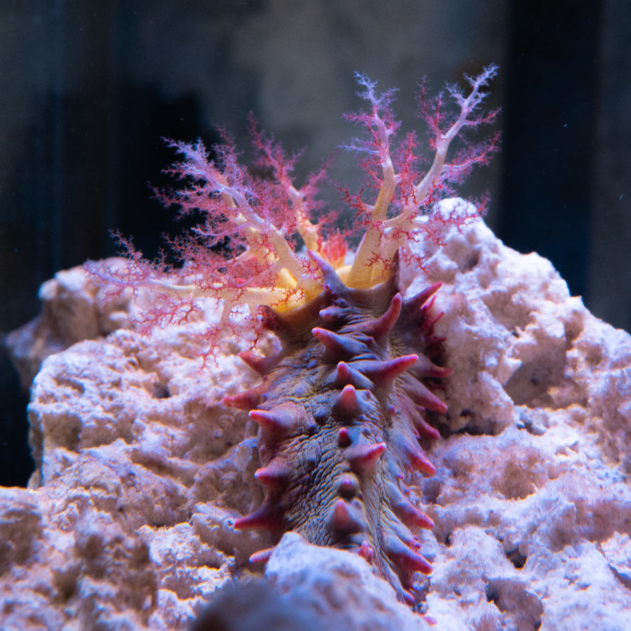 Colochirus Crassus 6 cm