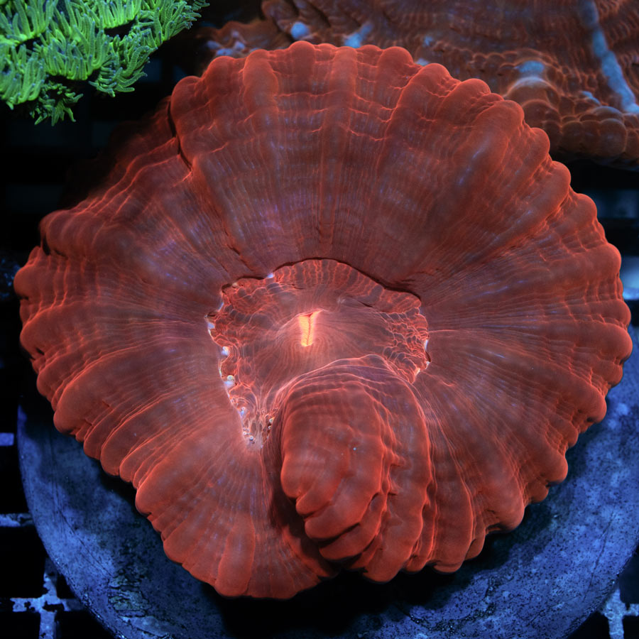 Cynarina Blood (muy roja) 7 cm