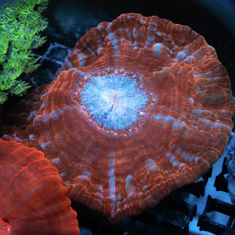 Cynarina Lacrimalis "snow" 11 cm