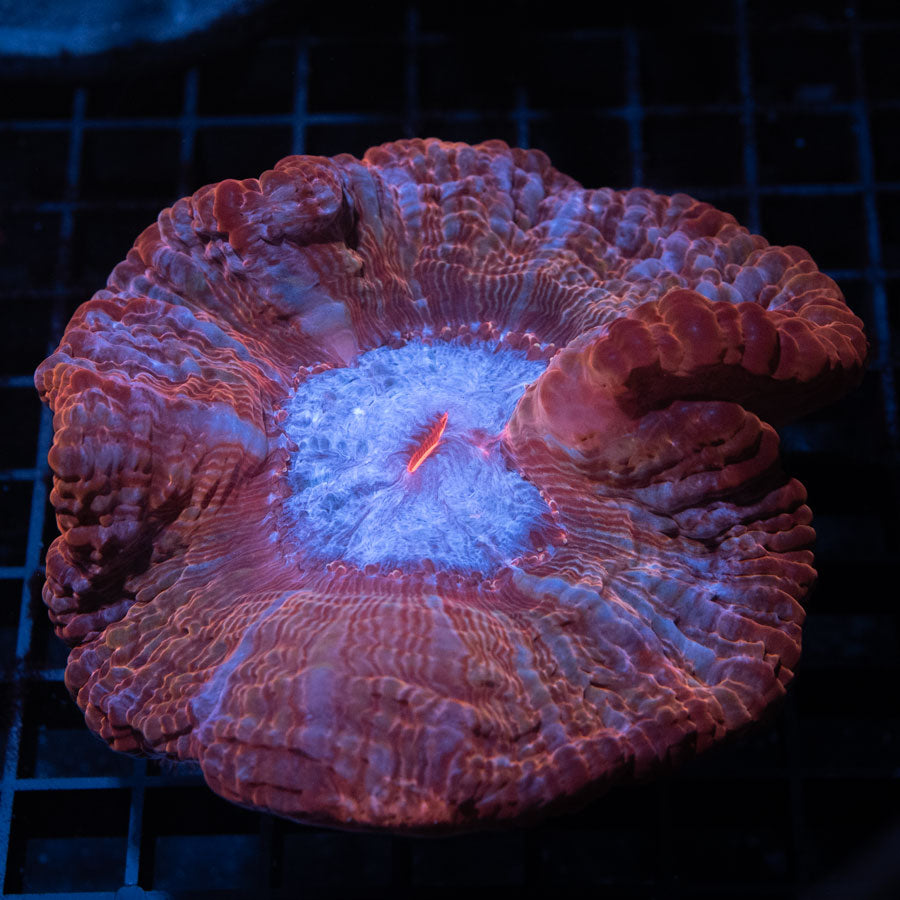 Cynarina Lacrimalis "snow" 11 cm