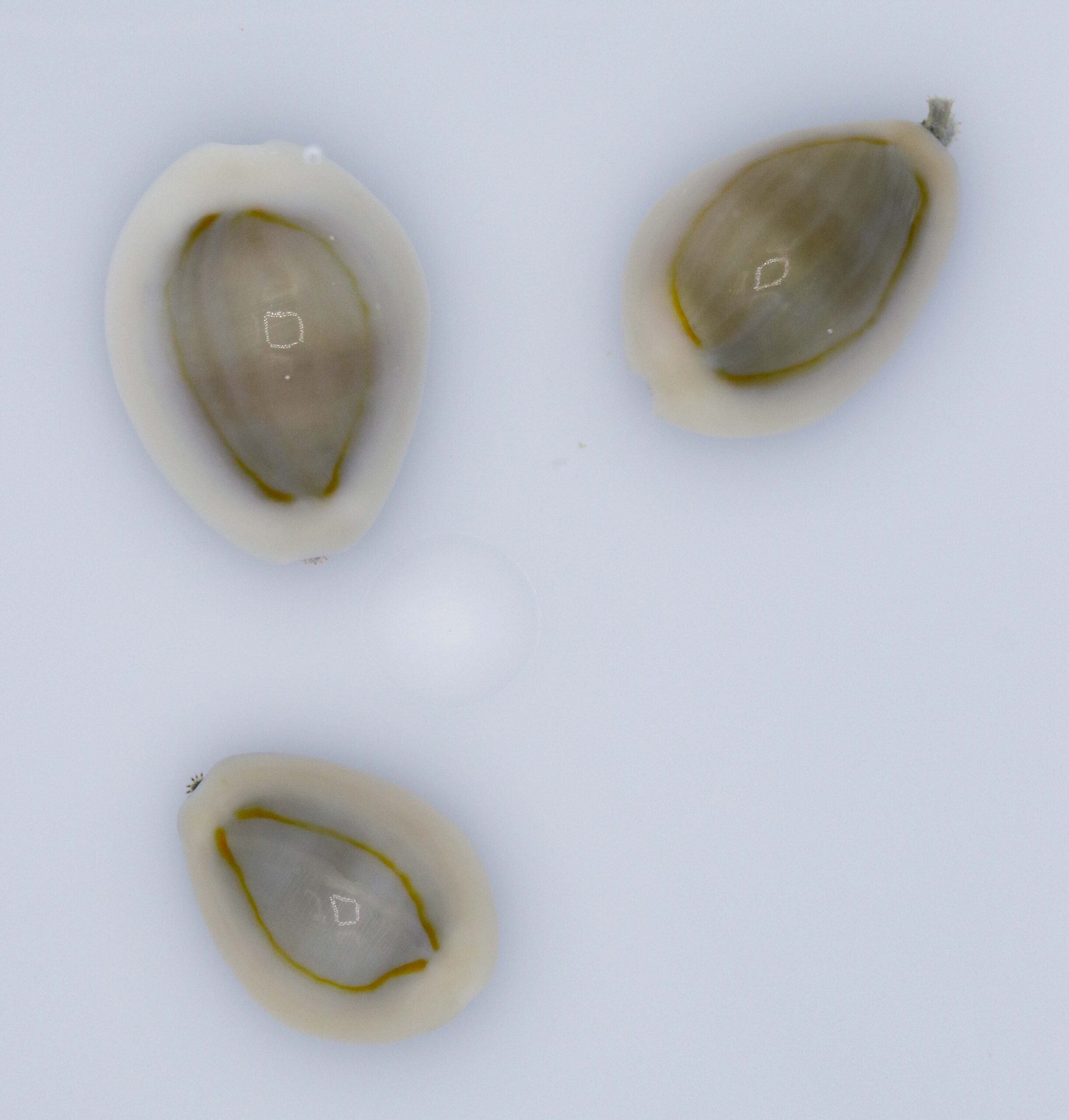 Cypraea Annulus