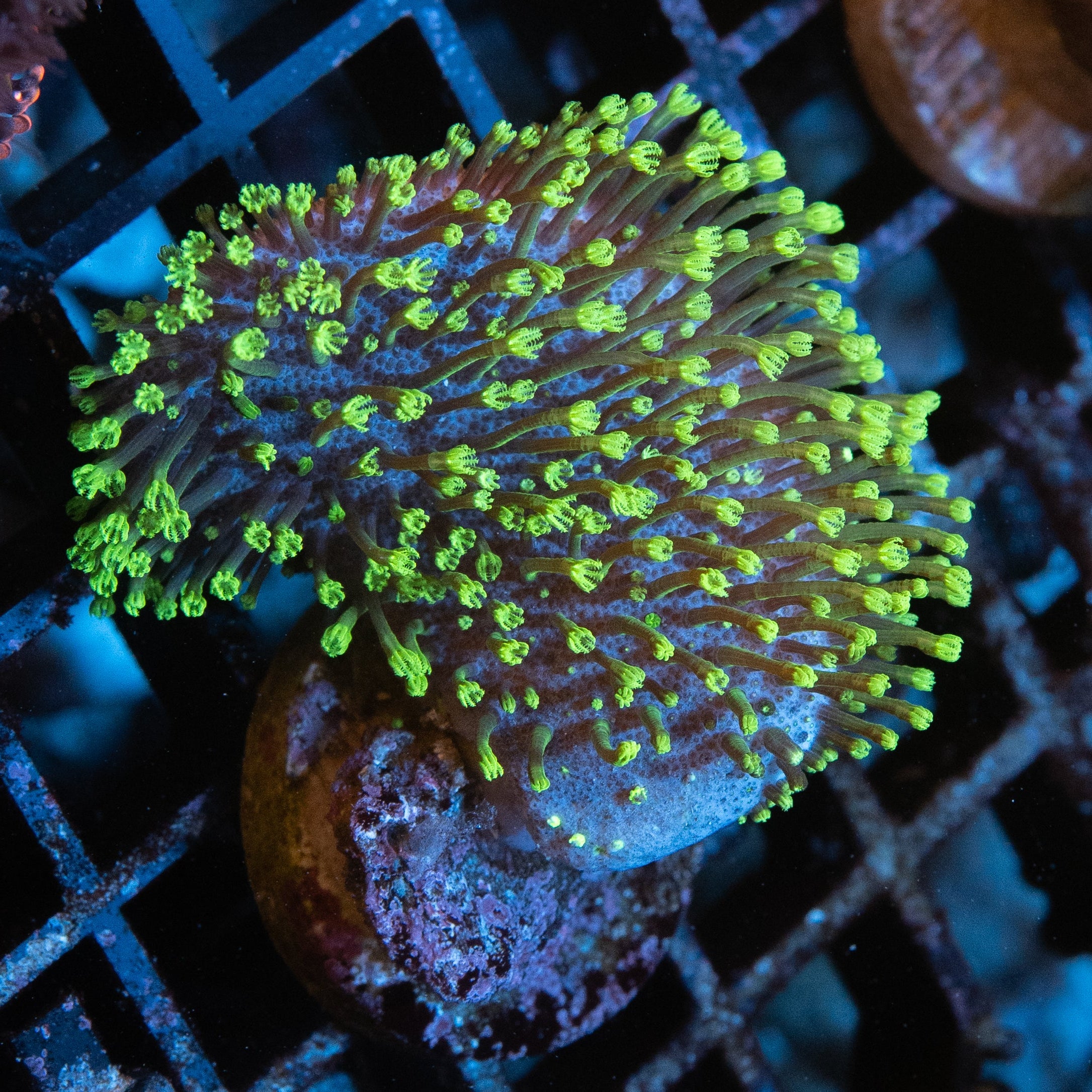 SBM Sarcophyton Fiji Fluor