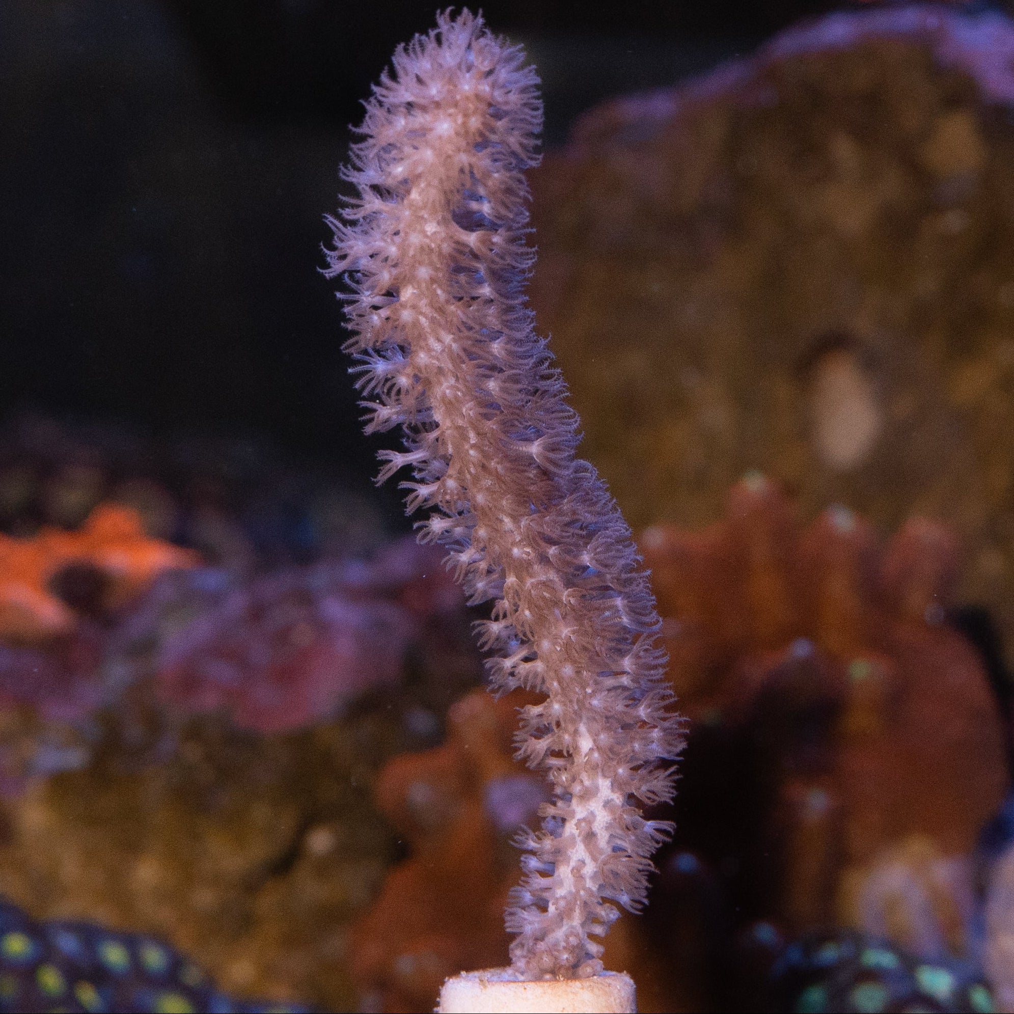 SBM Gorgonia Fotosintetica Extragruesa