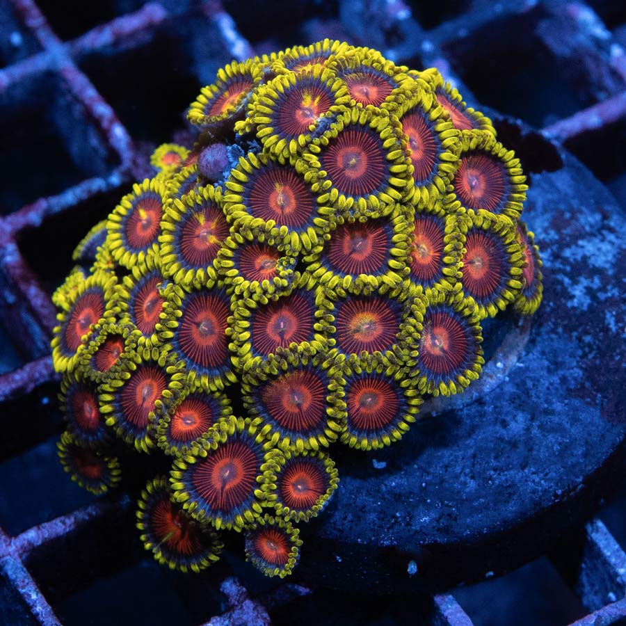 SBM Zoanthus Dragon Eyes 50 pol