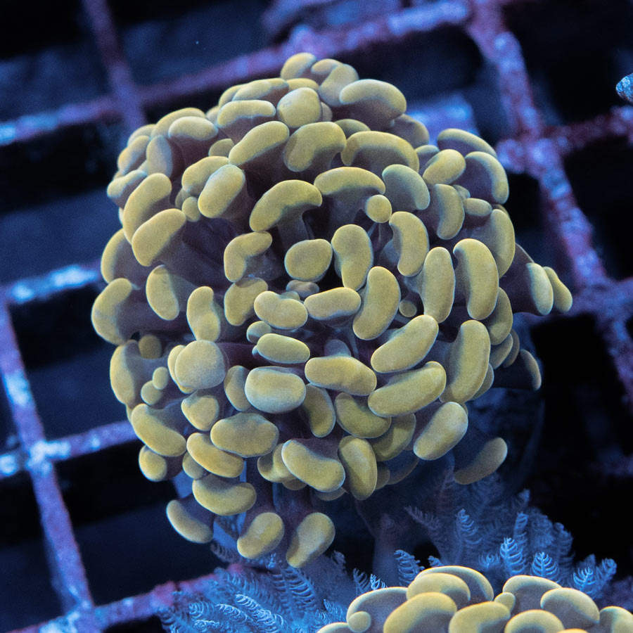 SBM Euphyllia Parancora Golden Orange (2 Pól.)