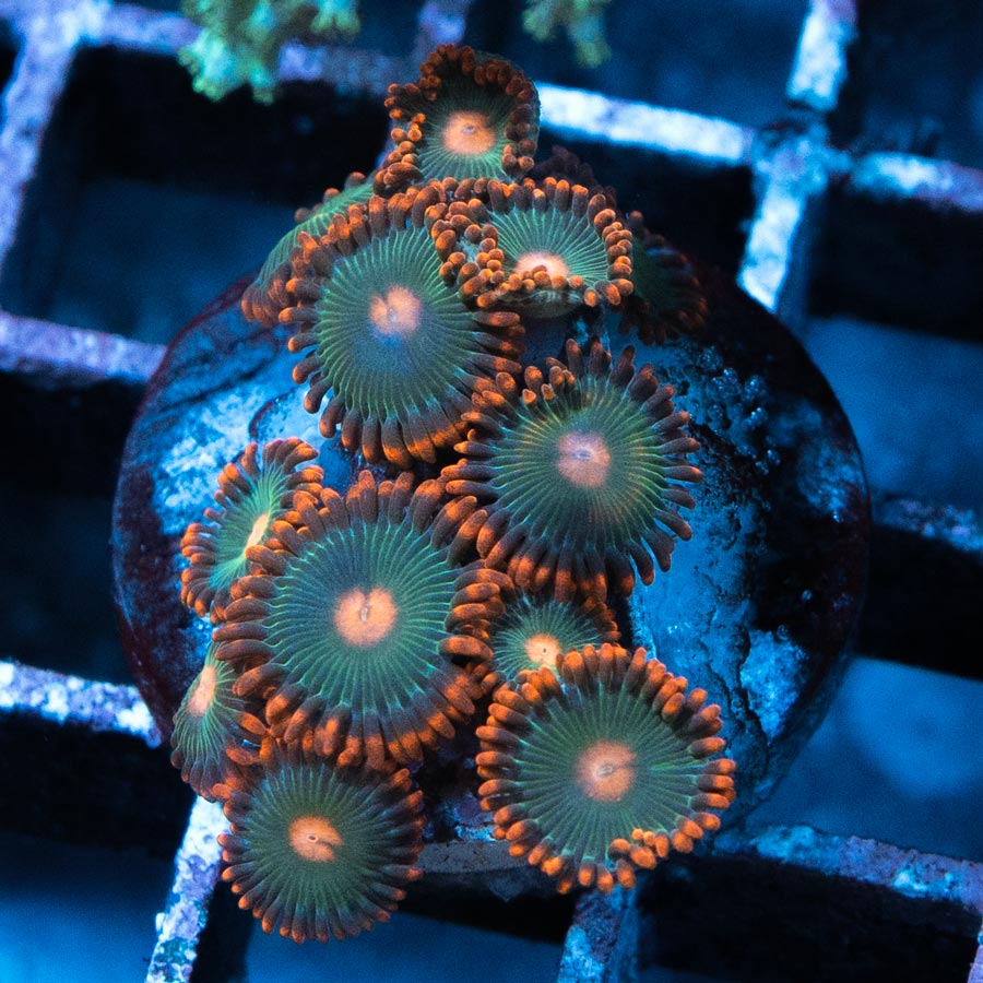 SBM Zoanthus Gatorade 10 pol