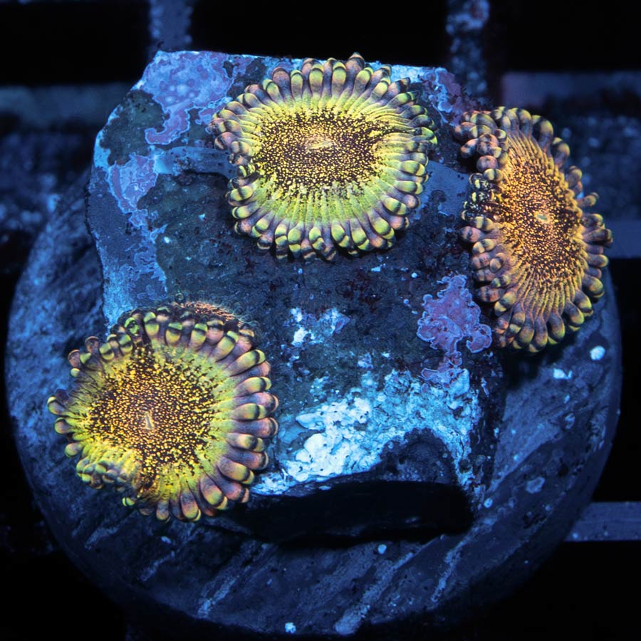 SBM Zoanthus Speckled Dragon 4 pol