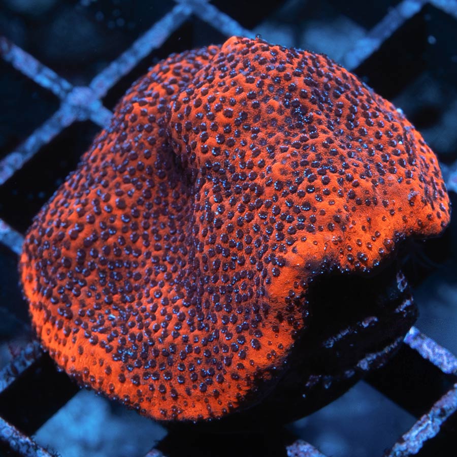 SBM Montipora Superman