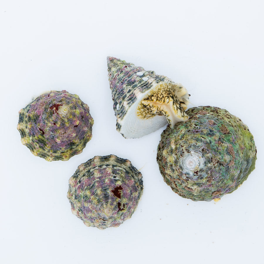 Caracol Tectus Fenestratus md