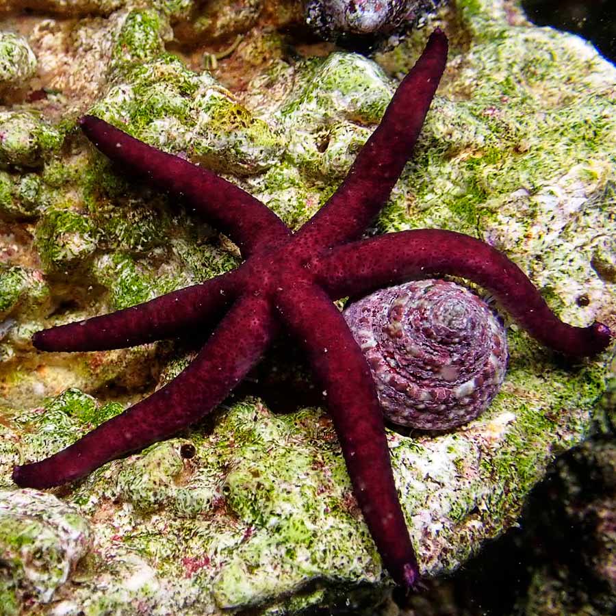 Estrella Echinaster Luzonicus
